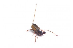 Thelyphonus sp. Malaisie